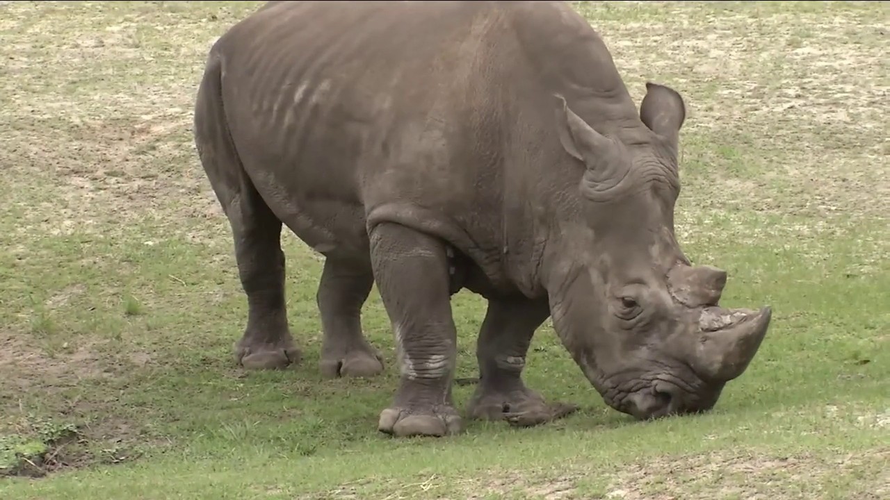 Jacksonville zookeeper injured by rhino's horn, zoo says